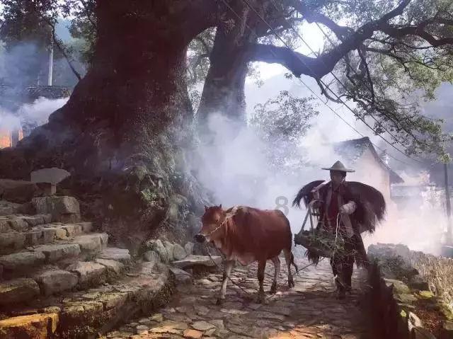 小鸡要回家