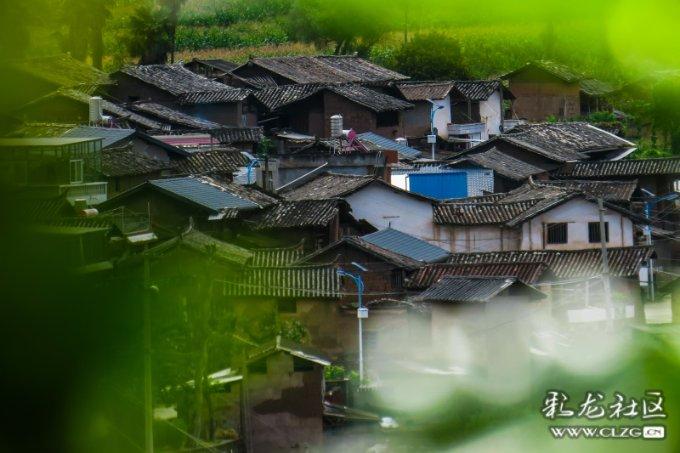 拯救毛茸茸男人